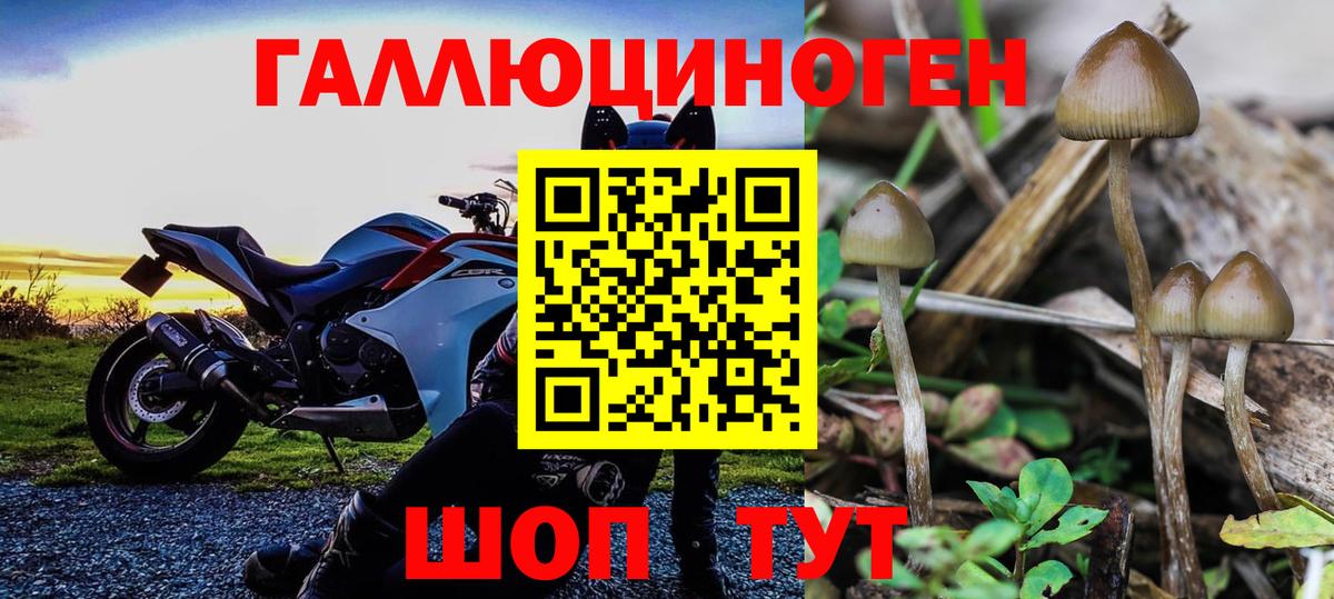 Галлюциногенные грибы мицелий  Галлюциногенные грибы GOLDEN TEACHER  Томск 